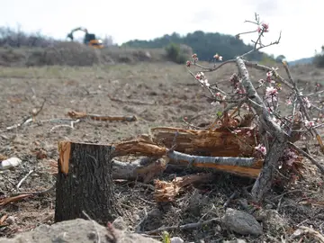 La bacteria que destruye los olivos, viñedos y árboles frutales llega a Madrid La bacteria que destruye los olivos, viñedos y árboles frutales llega a Madrid