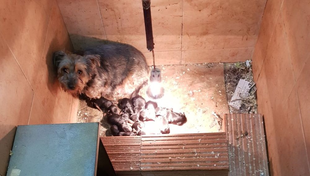 Perros abandonados