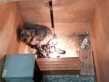 Perros abandonados Perros abandonados