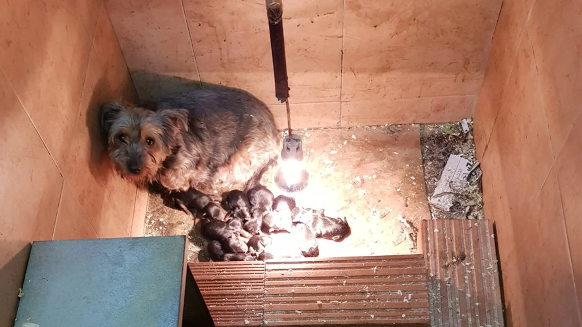 Perros abandonados Perros abandonados
