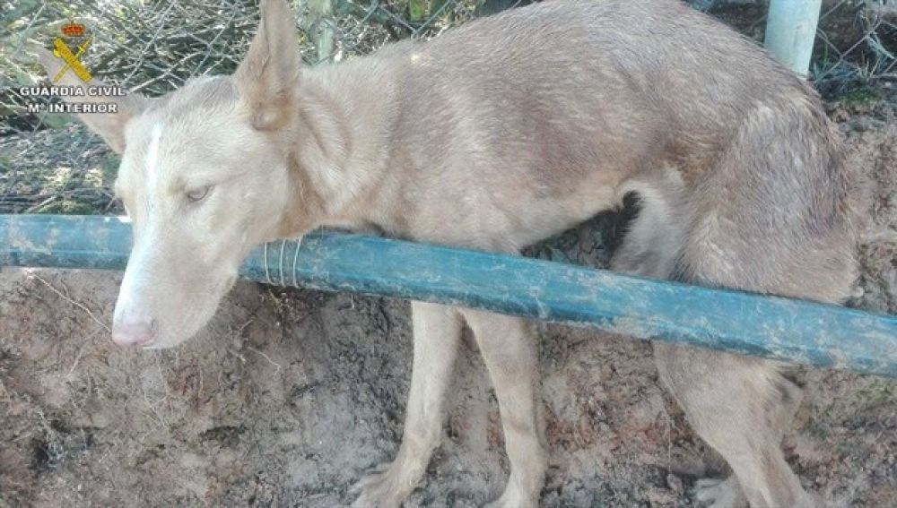 El perro atrapado en una finca en Huelva