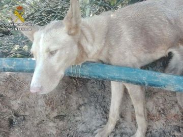 El perro atrapado en una finca en Huelva