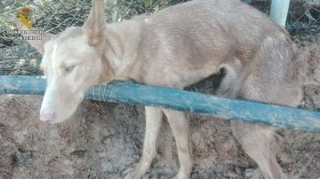 El perro atrapado en una finca en Huelva