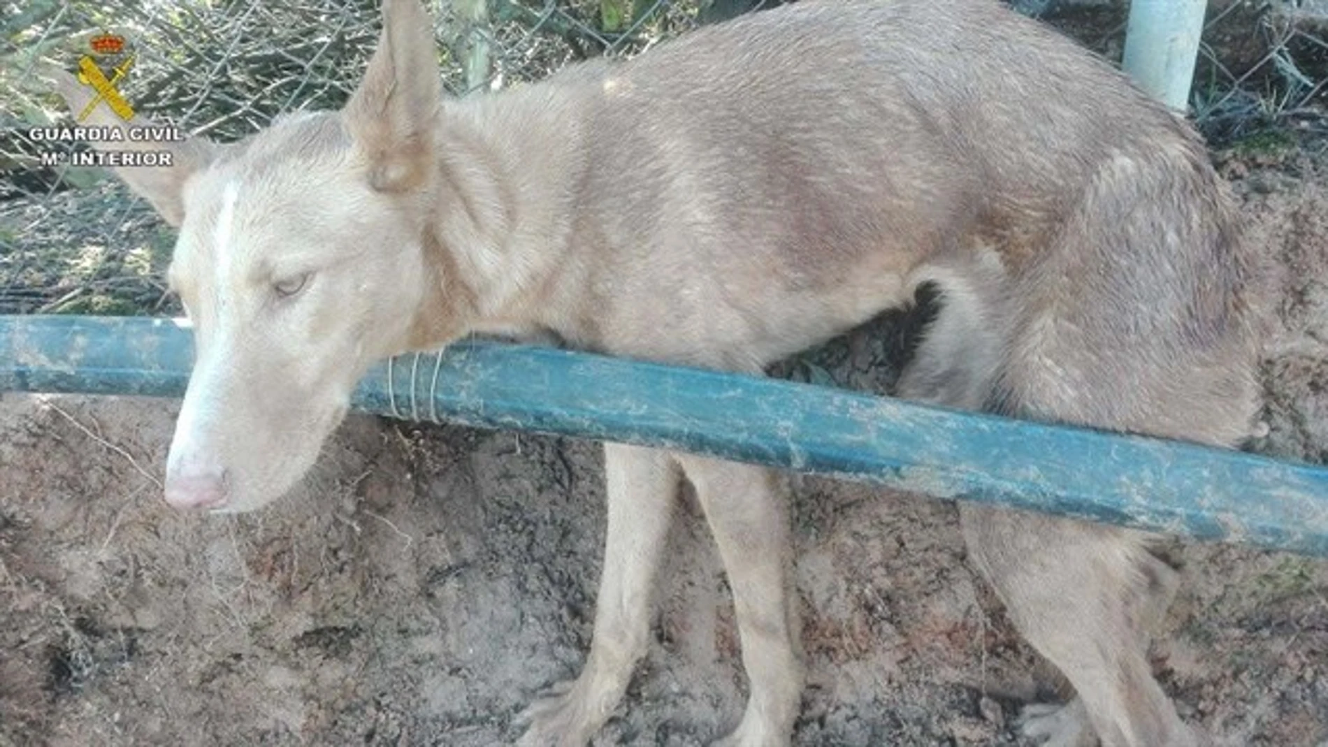 El perro atrapado en una finca en Huelva El perro atrapado en una finca en Huelva