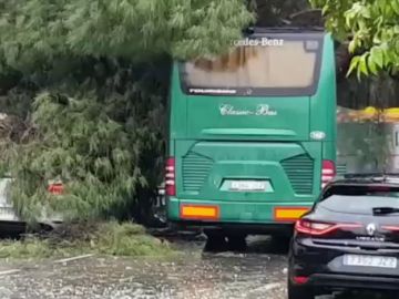 Una racha de viento derrumba un árbol sobre autobús en Sevilla