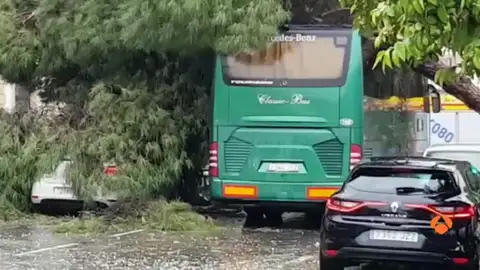 Una racha de viento derrumba un árbol sobre autobús en Sevilla Una racha de viento derrumba un árbol sobre autobús en Sevilla
