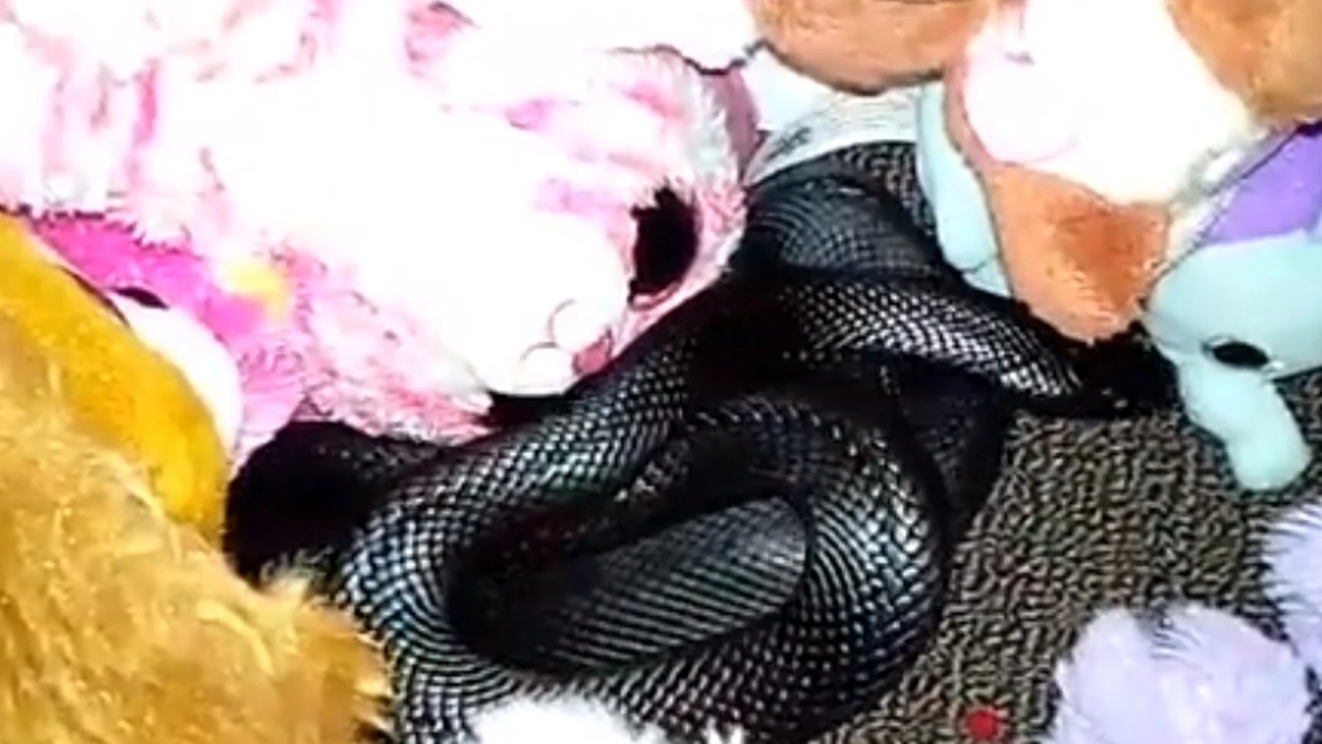 Serpiente venenosa en la habitación de juegos Serpiente venenosa en la habitación de juegos