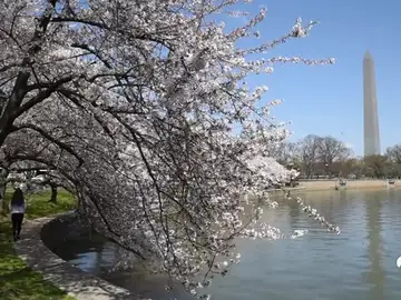 cerezos en flor en Washington cerezos en flor en Washington