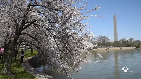 cerezos en flor en Washington cerezos en flor en Washington