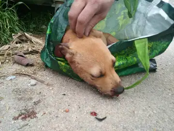 Vida, la perrita encontrada apaleada en un contenedor de Baleares Vida, la perrita encontrada apaleada en un contenedor de Baleares