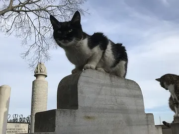 Dos gatos callejeros Dos gatos callejeros