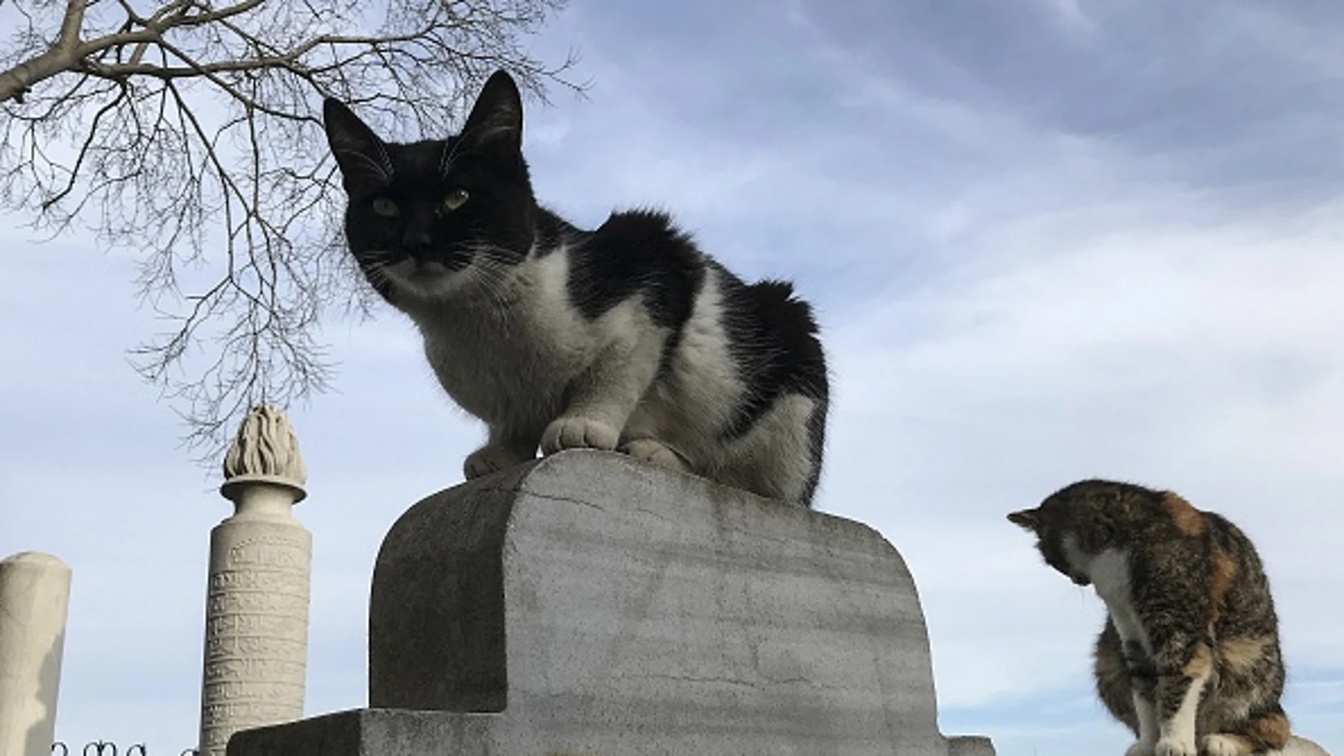 Dos gatos callejeros Dos gatos callejeros