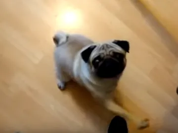 El perro haciendo el saludo nazi El perro haciendo el saludo nazi