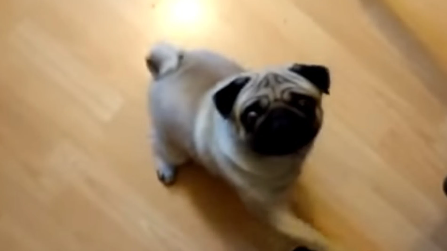El perro haciendo el saludo nazi El perro haciendo el saludo nazi