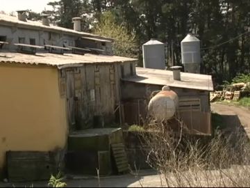 Liberan a tres hombres que estaban siendo explotados por una mujer en una granja en Sarria Liberan a tres hombres que estaban siendo explotados por una mujer en una granja en Sarria