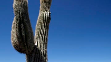Un saguaro gigante