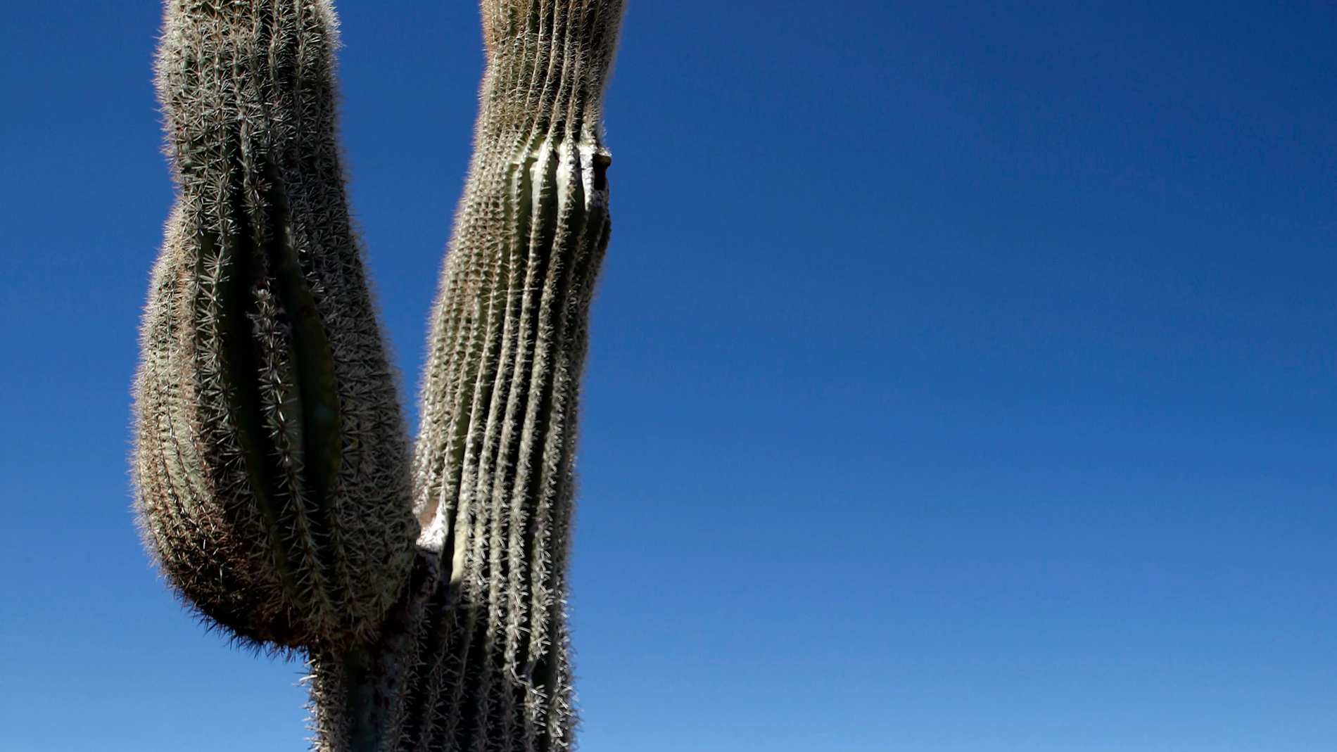 Un saguaro gigante Un saguaro gigante