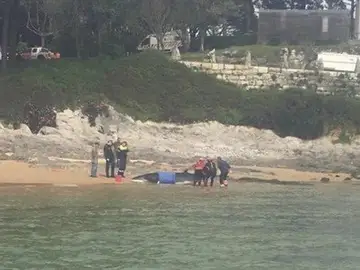 Liberada al mar una ballena en Santander Liberada al mar una ballena en Santander