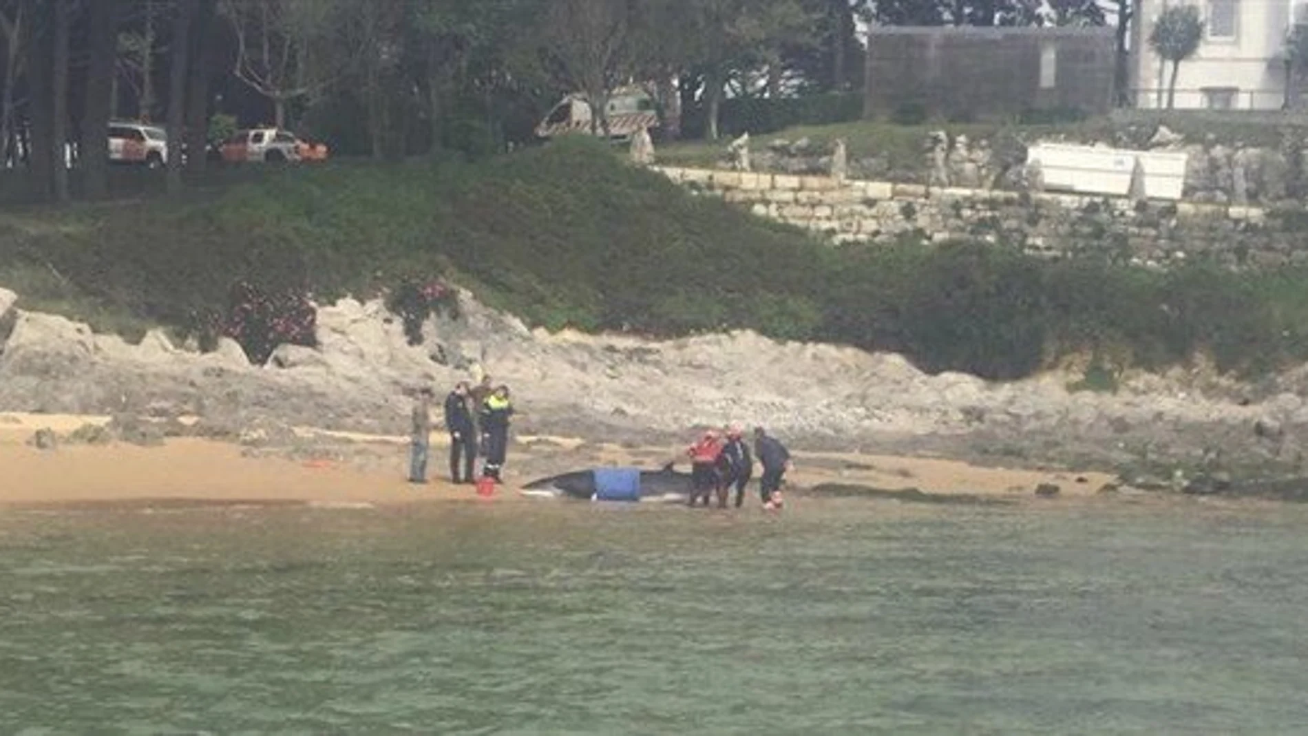 Liberada al mar una ballena en Santander Liberada al mar una ballena en Santander