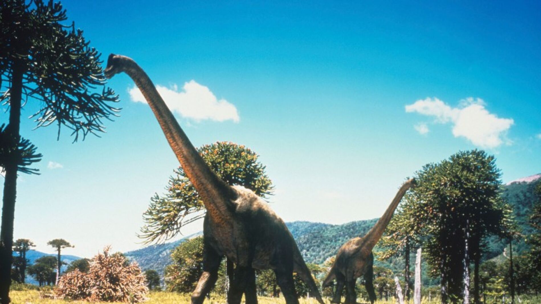 Caminando entre dinosaurios (Secci&oacute;n)