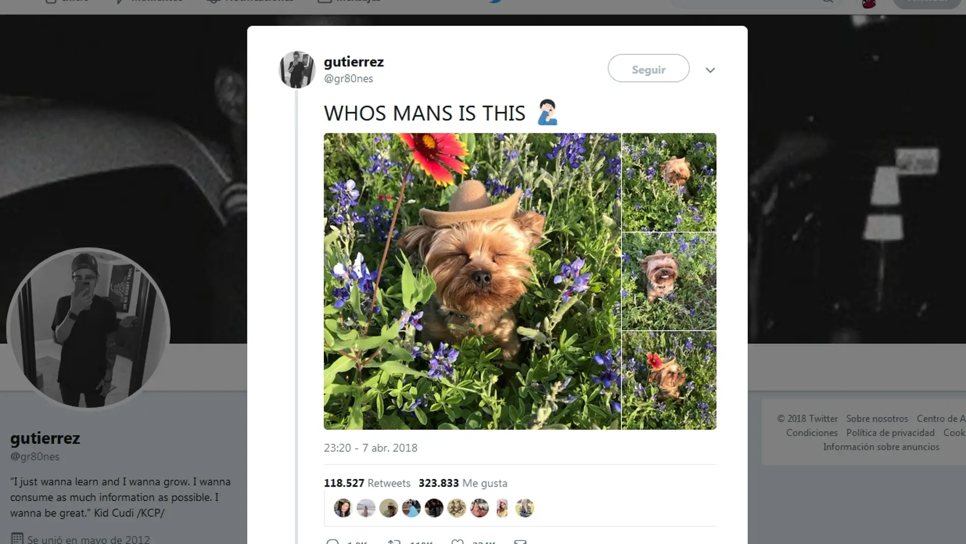 Perro entre las flores