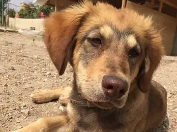 Uno de los perros asesinados en Alicante Uno de los perros asesinados en Alicante