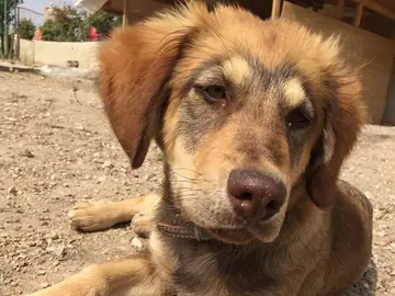Uno de los perros asesinados en Alicante Uno de los perros asesinados en Alicante