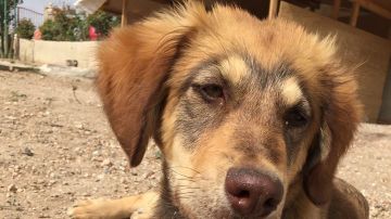 Uno de los perros asesinados en Alicante
