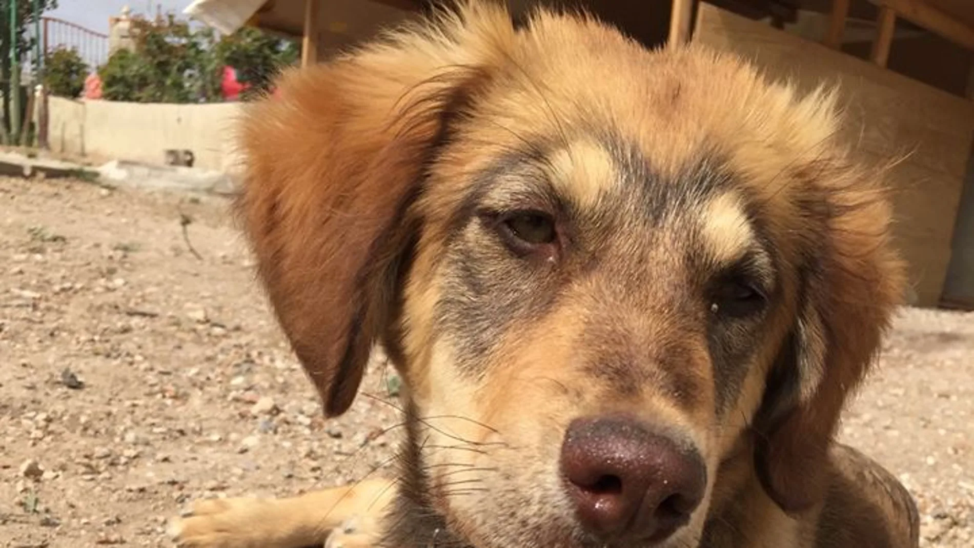 Uno de los perros asesinados en Alicante Uno de los perros asesinados en Alicante
