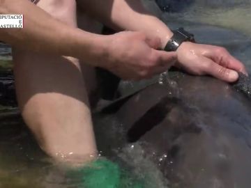 Rescatan a un delfín varado en la playa del Morrongo de Benicarló Rescatan a un delfín varado en la playa del Morrongo de Benicarló
