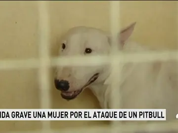 PITBULL PITBULL