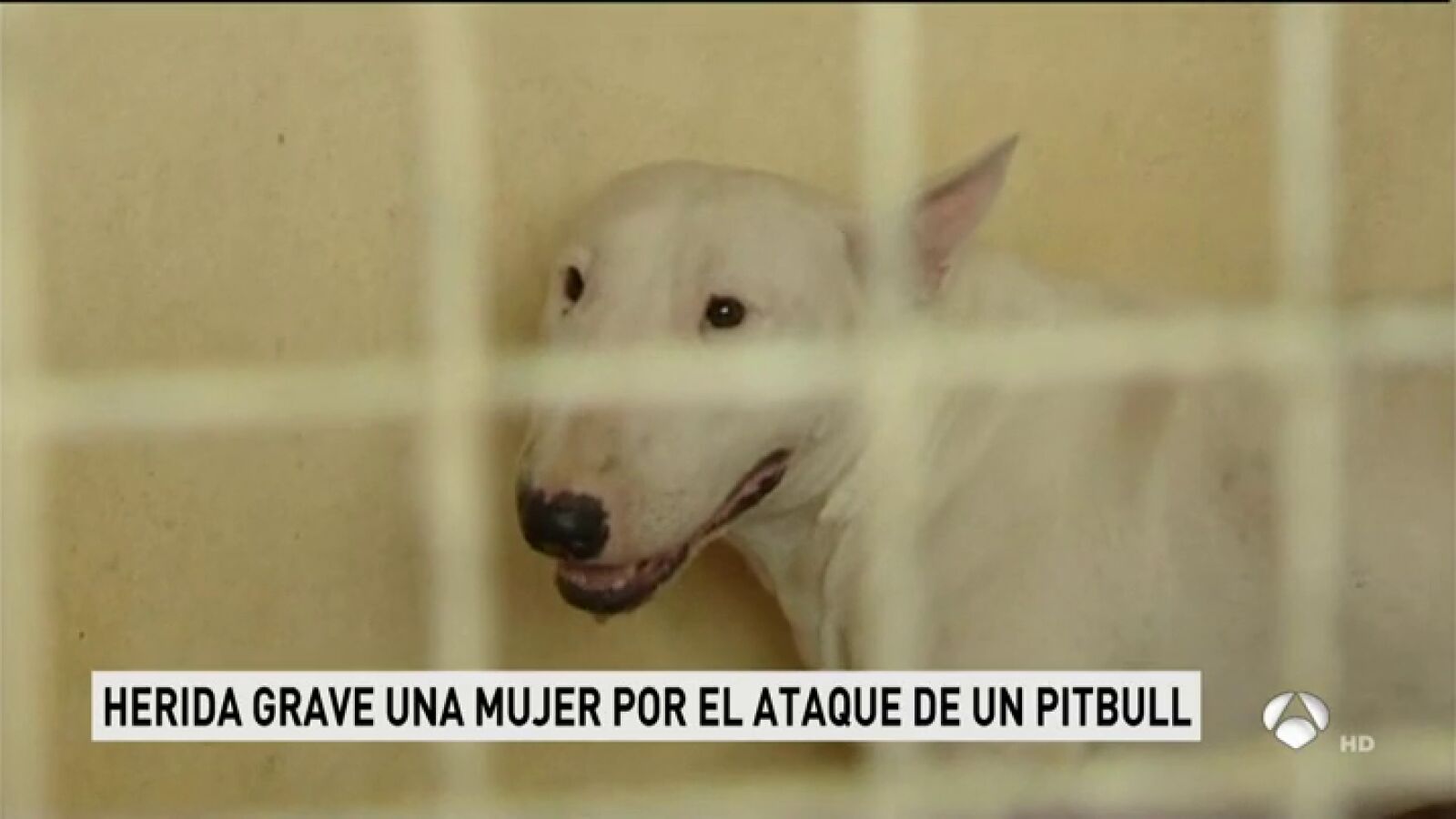 Una mujer resulta herida grave tras ser atacada por un pitbull en Madrid