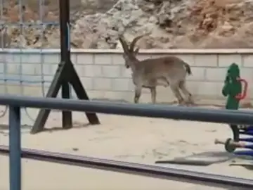 Cabra Cabra