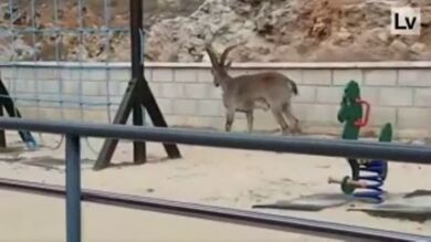 Una cabra montesa se cuela en el patio de un colegio de Valencia ante la mirada atónita de profesores y alumnos