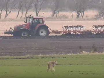 La loba que fue asesinada por un cazador en Dinamarca La loba que fue asesinada por un cazador en Dinamarca
