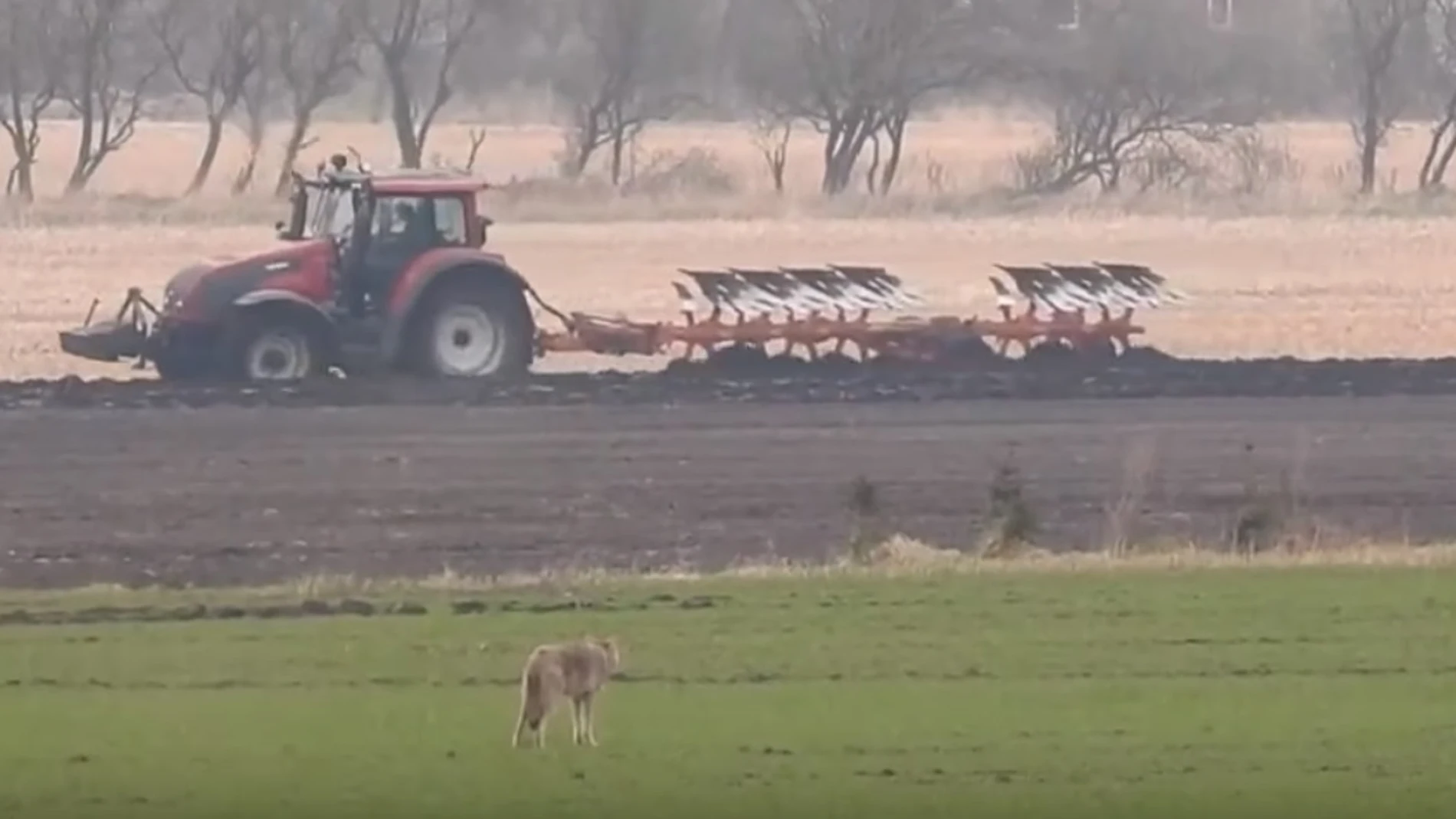 La loba que fue asesinada por un cazador en Dinamarca La loba que fue asesinada por un cazador en Dinamarca