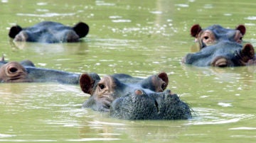 Hipopótamos