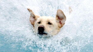 Un perro en el agua