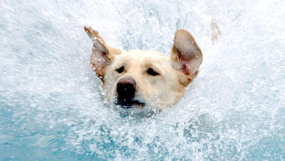Un perro en el agua