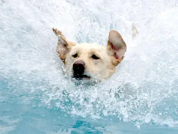 Un perro en el agua Un perro en el agua