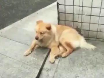 Xiongxiong, el perro que espera cada día a su dueño Xiongxiong, el perro que espera cada día a su dueño
