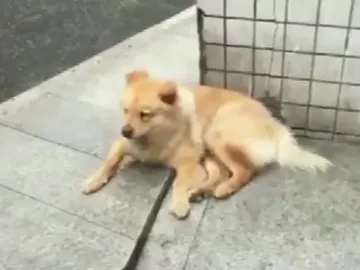 Xiongxiong, el perro que espera cada día a su dueño Xiongxiong, el perro que espera cada día a su dueño