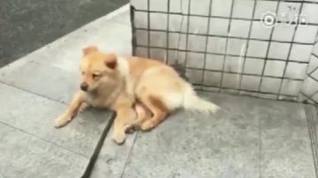 Xiongxiong, el perro que espera cada día a su dueño