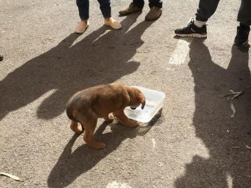 El perro bebiendo agua tras ser rescatado