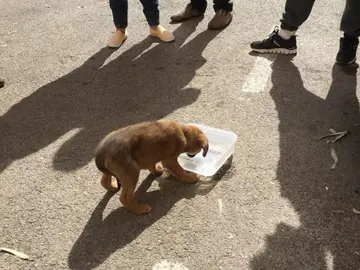 El perro bebiendo agua tras ser rescatado El perro bebiendo agua tras ser rescatado