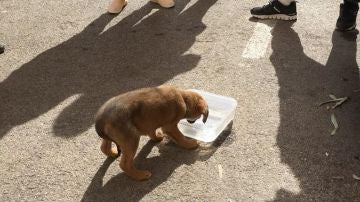 El perro bebiendo agua tras ser rescatado