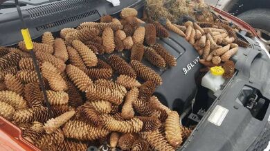 Un hombre abre el capó de su coche tras escuchar un ruido extraño y encuentra 20 kilos de piñas dentro