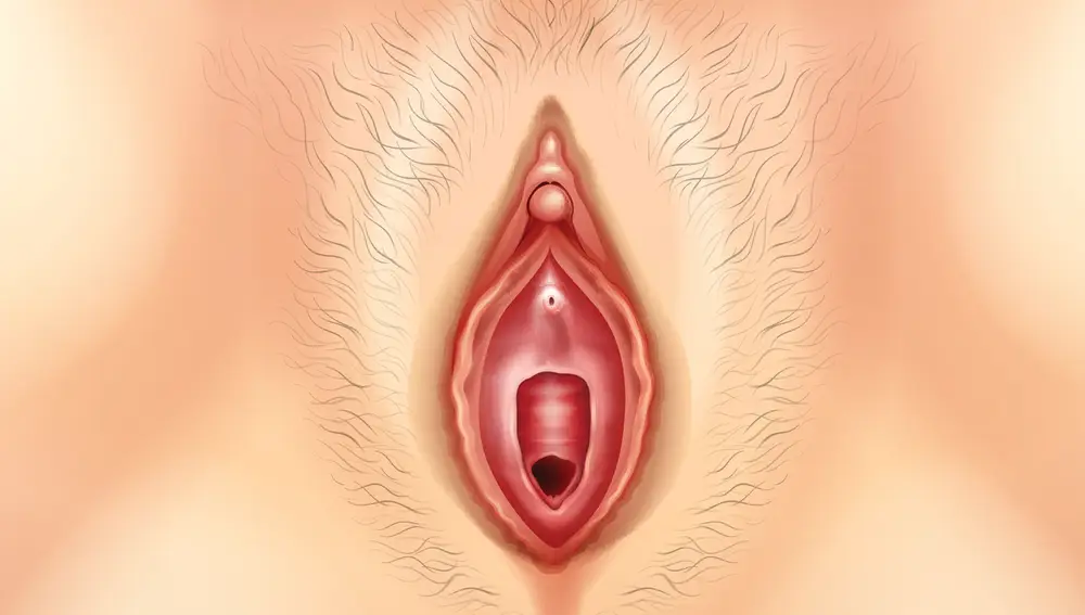 Ilustración de la vagina de una mujer