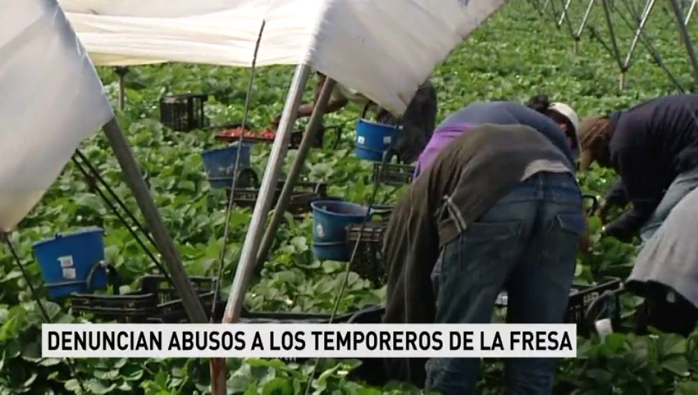 Una publicación alemana denuncia violaciones y abusos en los campos de fresa de Huelva y los sindicatos agrícolas lo desmienten