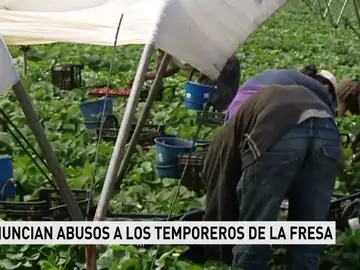 Una publicación alemana denuncia violaciones y abusos en los campos de fresa de Huelva y los sindicatos agrícolas lo desmienten Una publicación alemana denuncia violaciones y abusos en los campos de fresa de Huelva y los sindicatos agrícolas lo desmienten